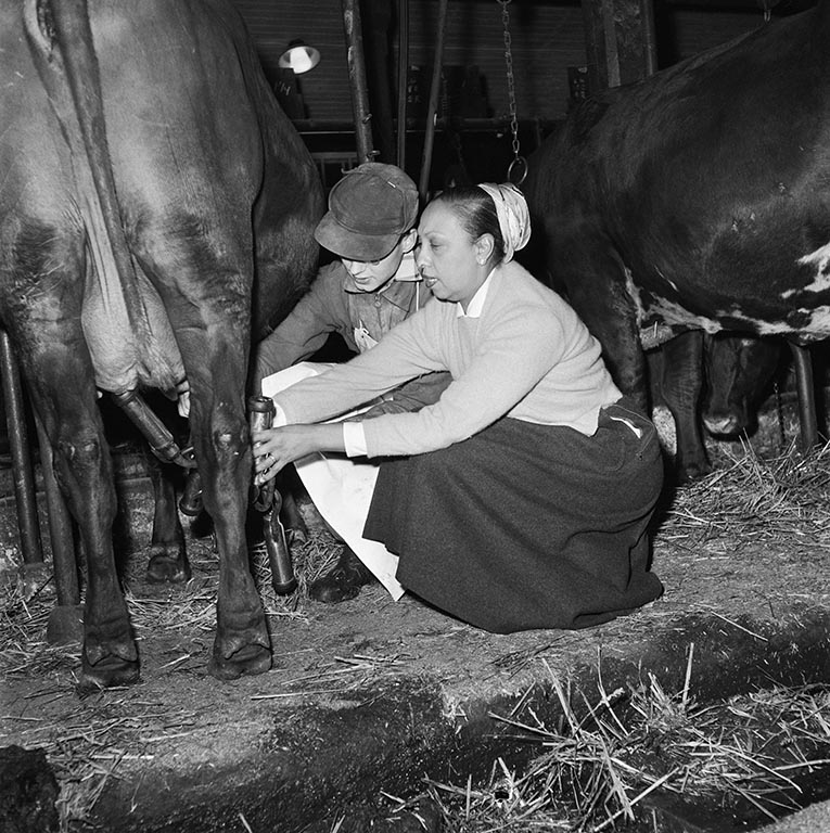 Svartvitt fotografi på två kvinnor som mjölkar en ko